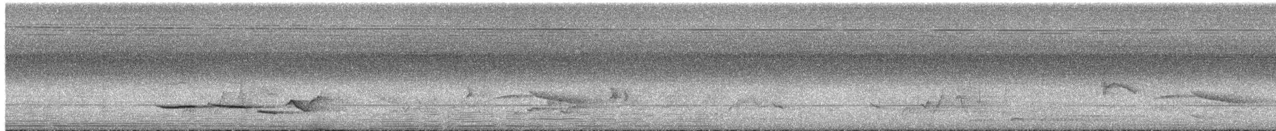 arieshama (malabaricus gr.) - ML656859814