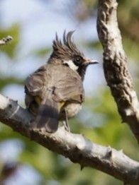 Himalayan Bulbul - ML656859891