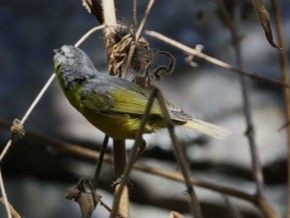 Gray-hooded Warbler - ML656860038