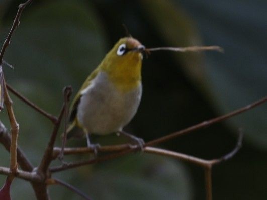 Indian White-eye - ML656860067