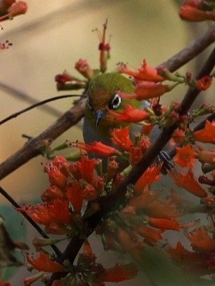 Indian White-eye - ML656860068