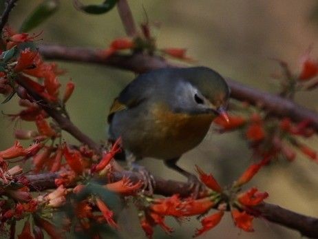 Red-billed Leiothrix - ML656860086