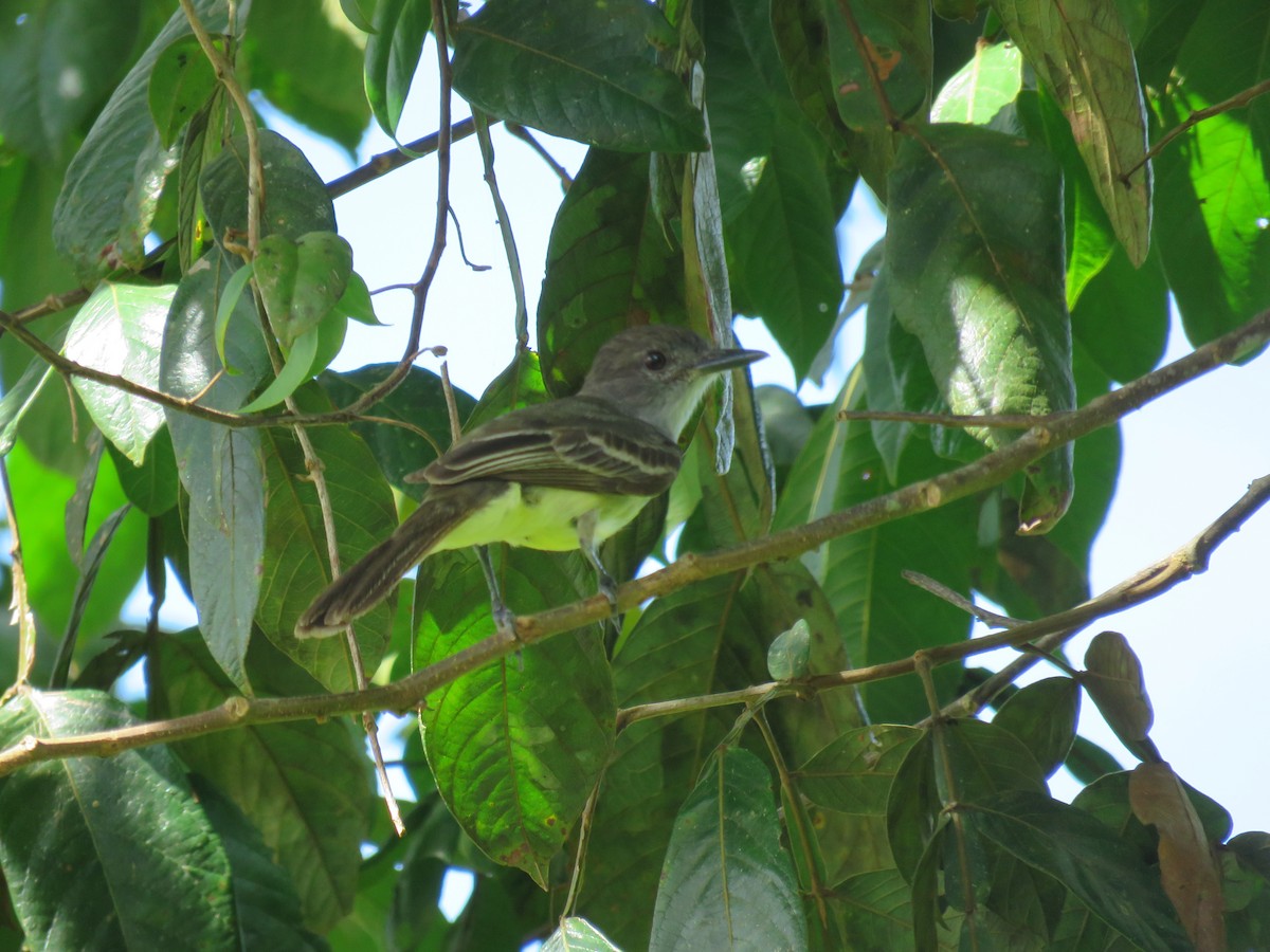 Short-crested Flycatcher - Jack Noordhuizen