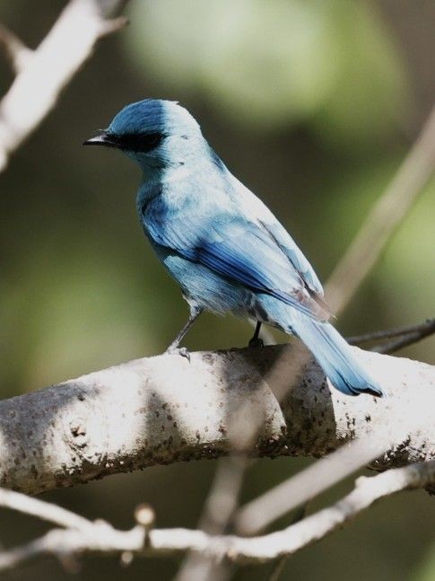 Verditer Flycatcher - ML656860127