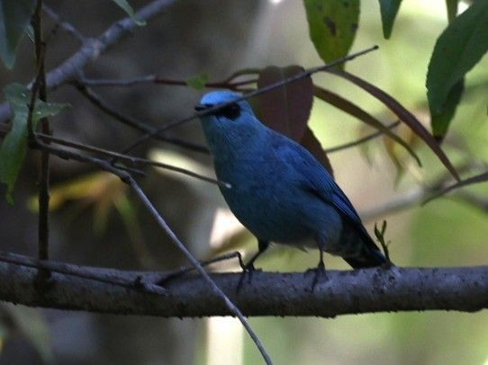 Verditer Flycatcher - ML656860128