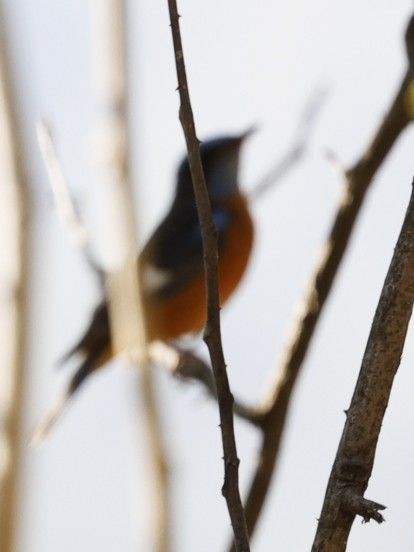 Blue-capped Rock-Thrush - ML656860144