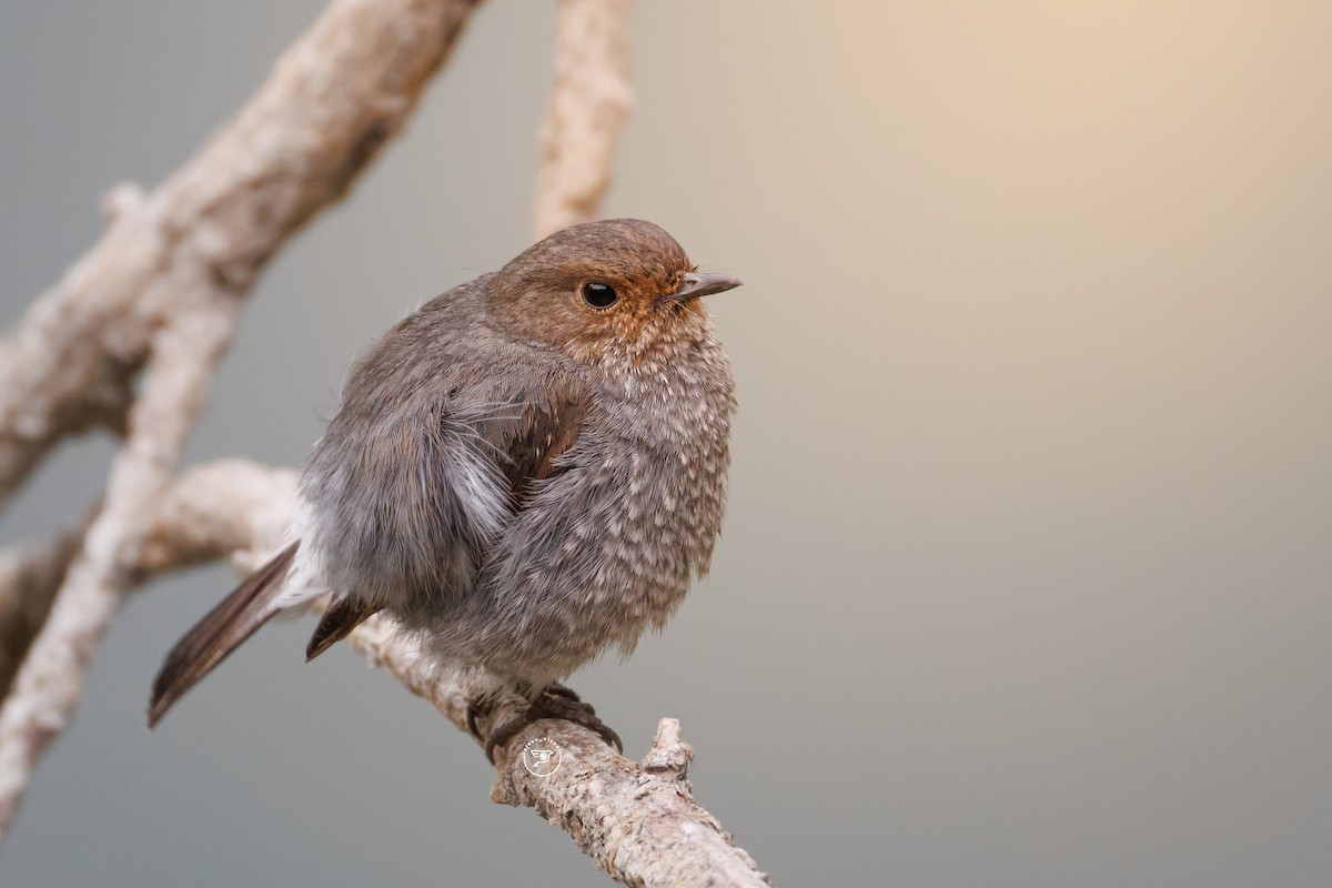 Plumbeous Redstart - ML656860403