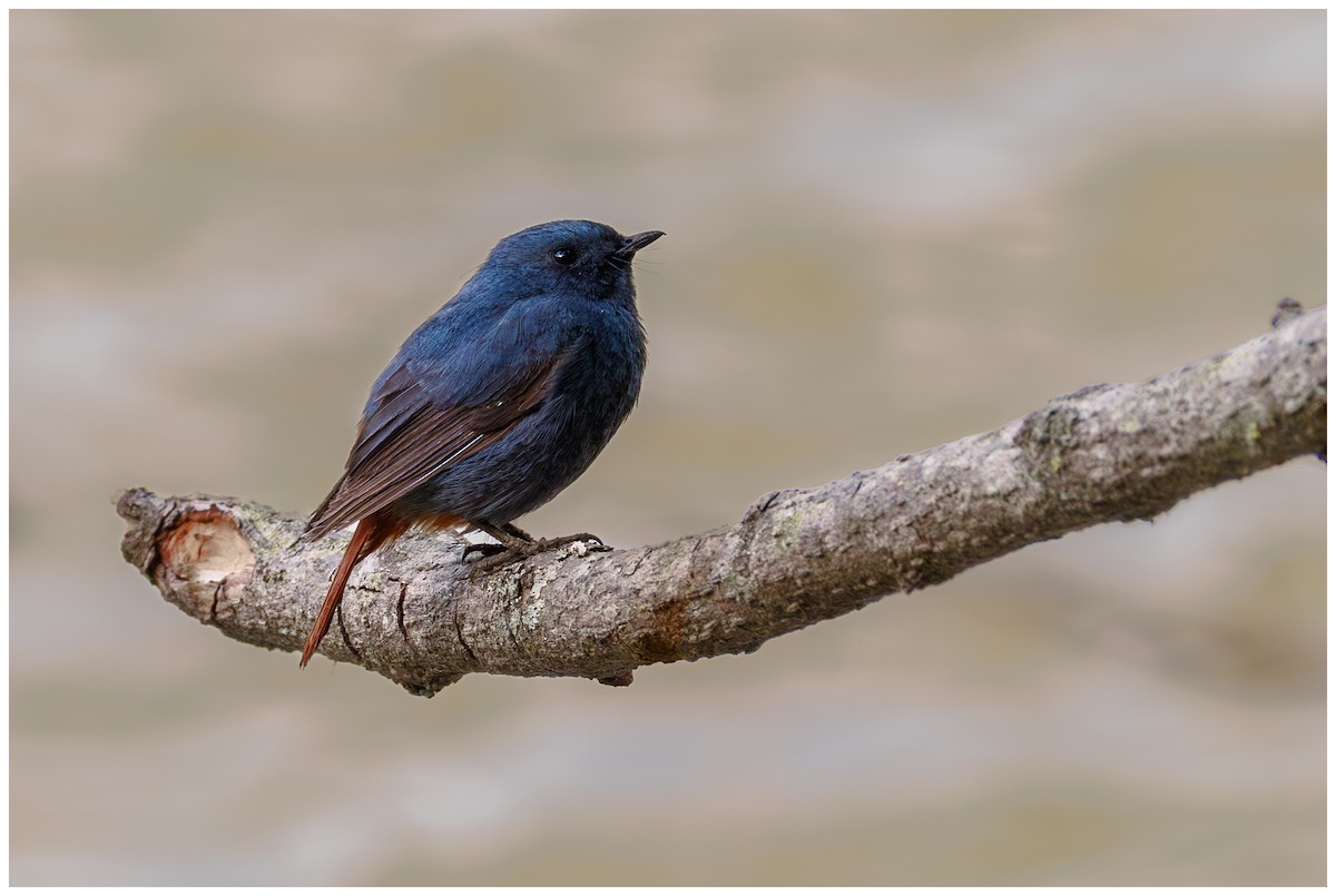 Plumbeous Redstart - ML656860404