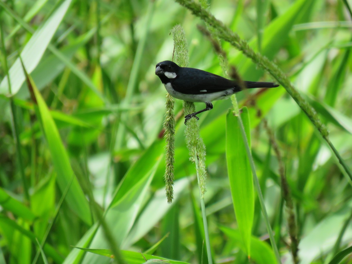 Lesson's Seedeater - Jack Noordhuizen