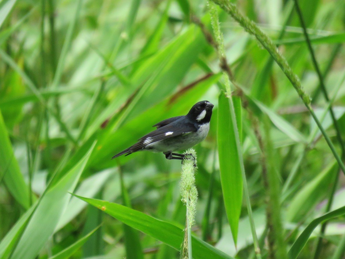 Lesson's Seedeater - ML65686111