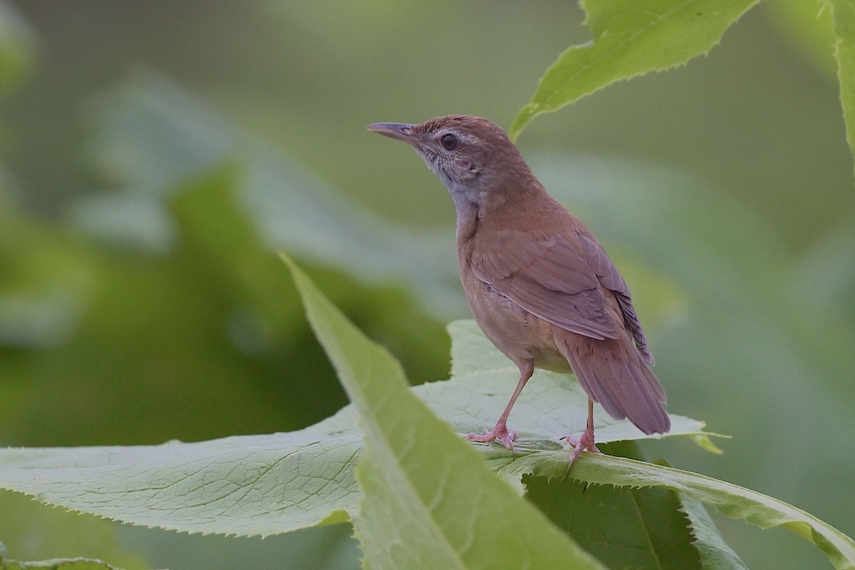 Sakhalin Grasshopper Warbler - ML656861477