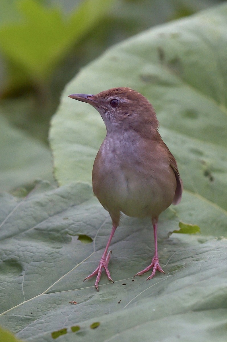Sakhalin Grasshopper Warbler - ML656861478