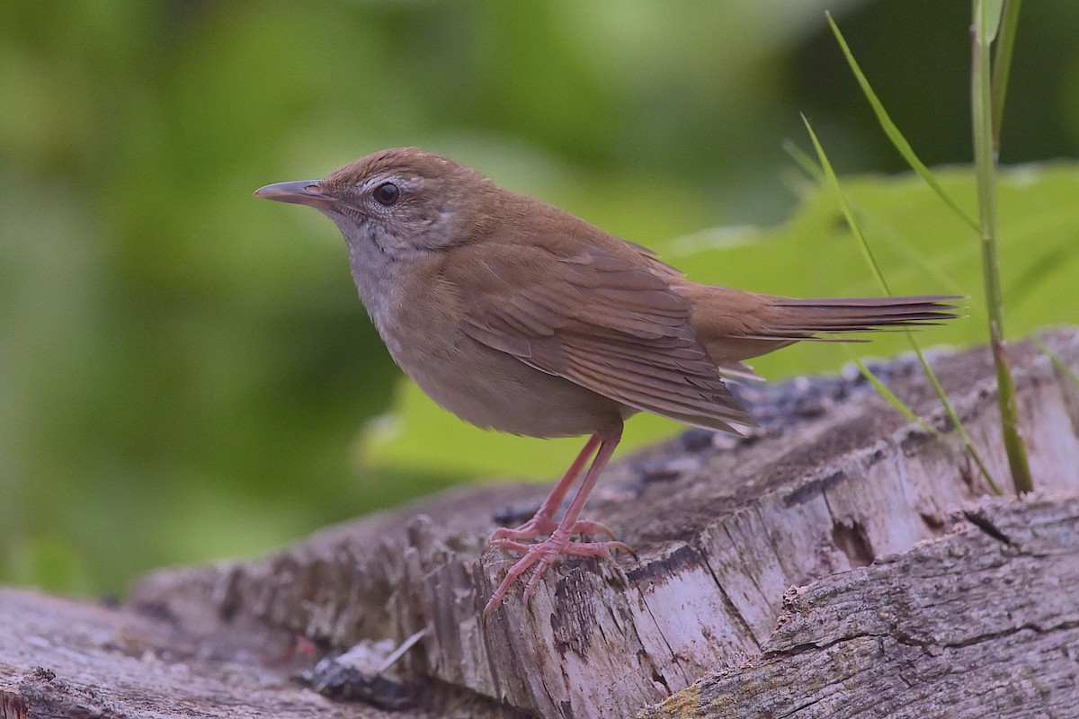 Sakhalin Grasshopper Warbler - ML656861479