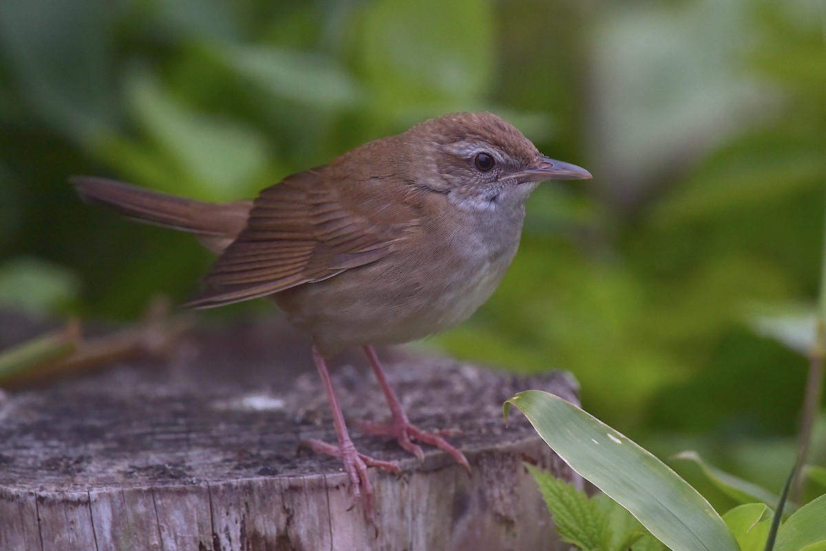 Sakhalin Grasshopper Warbler - ML656861480