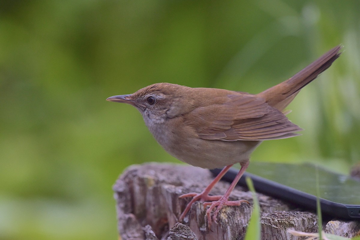 Sakhalin Grasshopper Warbler - ML656861481