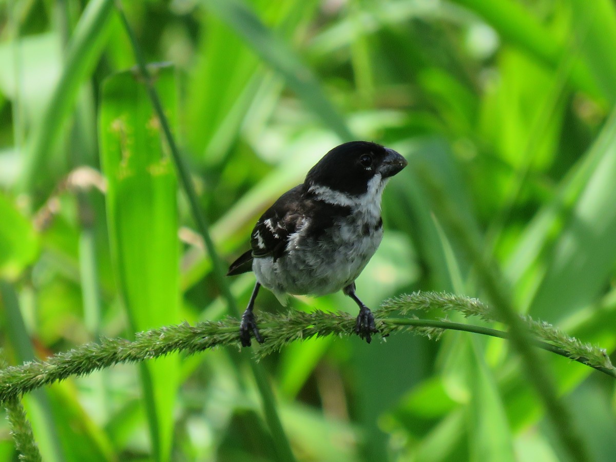 Wing-barred Seedeater - Jack Noordhuizen