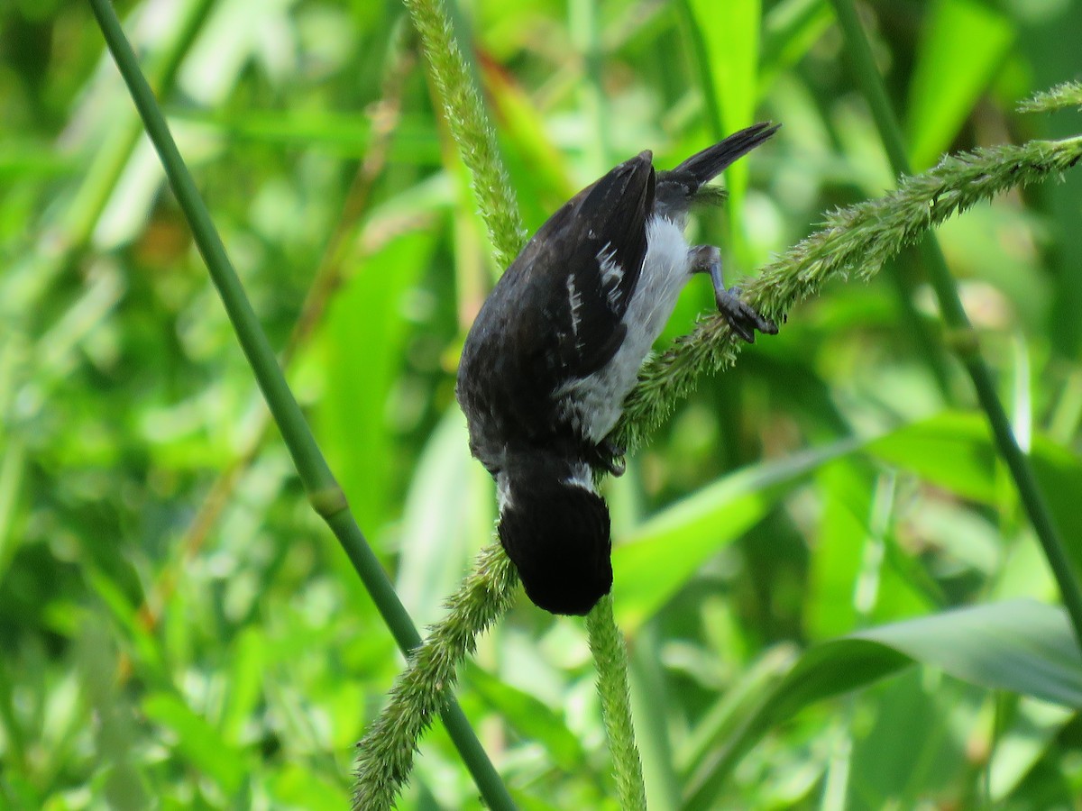 Wing-barred Seedeater - ML65686181