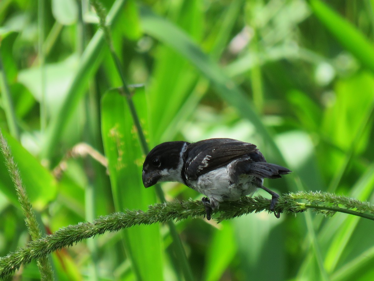 Wing-barred Seedeater - Jack Noordhuizen