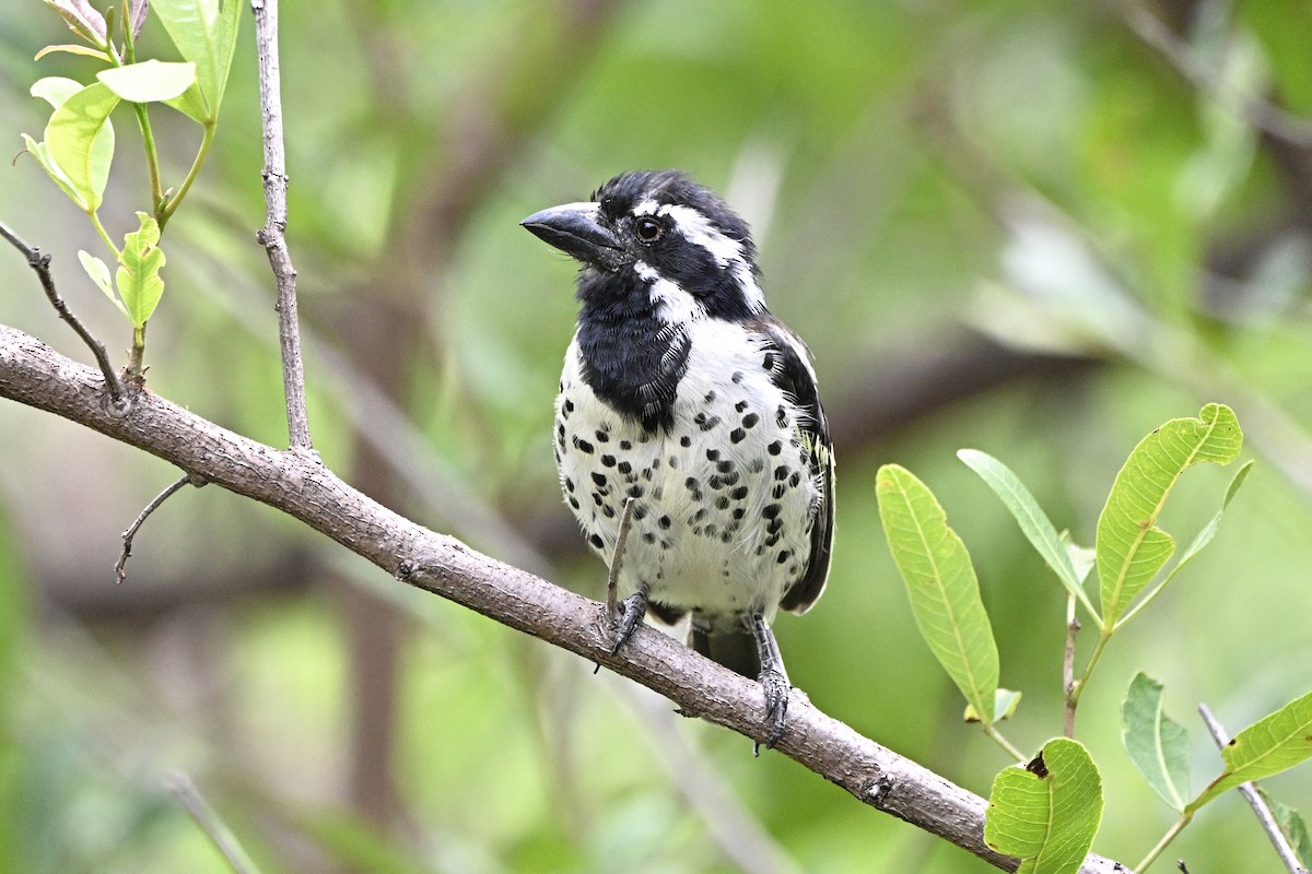 Spot-flanked Barbet - ML656862808