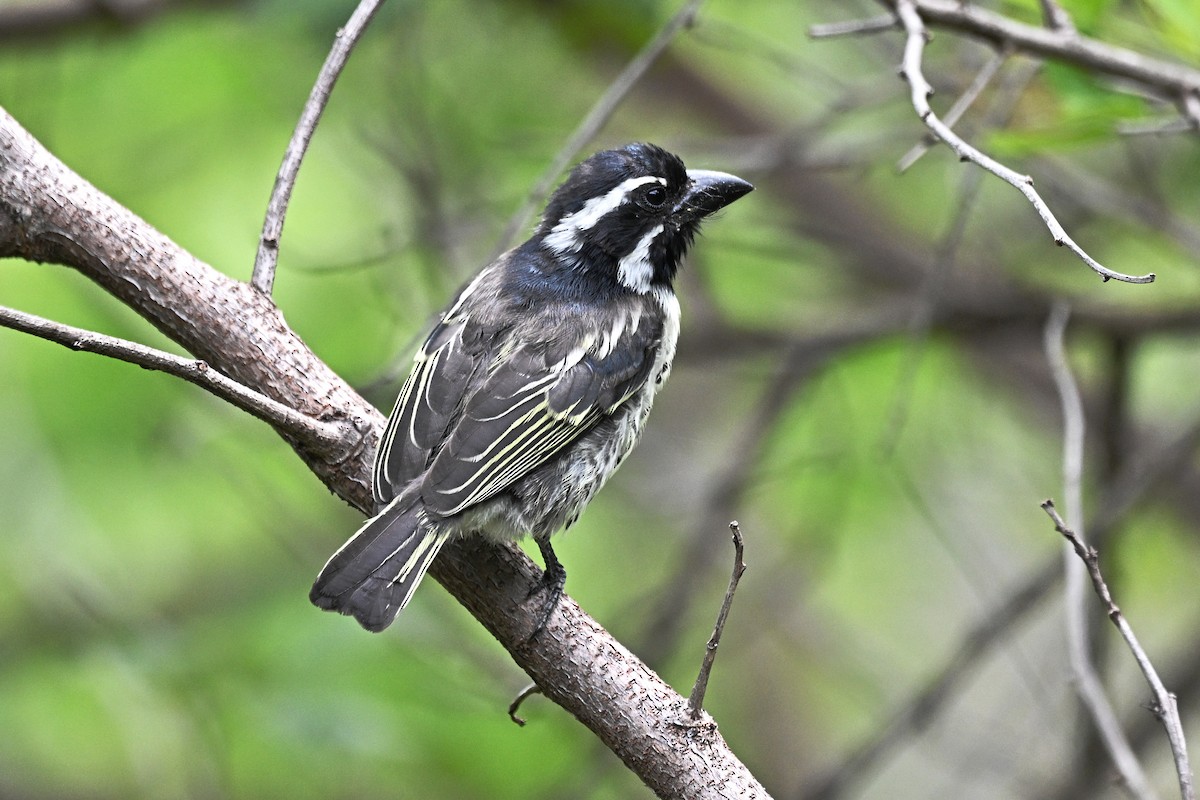 Spot-flanked Barbet - ML656862832