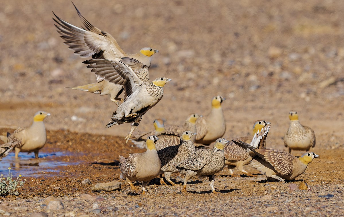 Spotted Sandgrouse - ML656863557