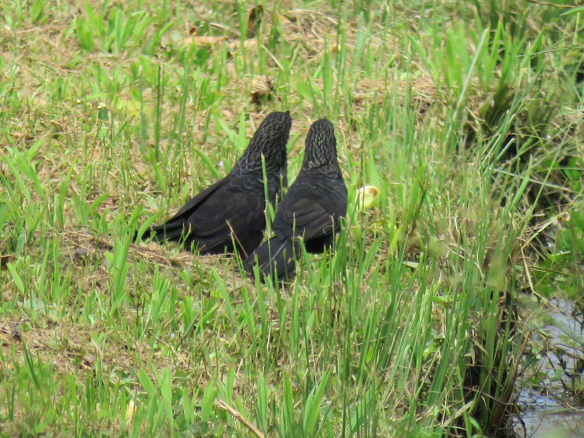 Smooth-billed Ani - Jack Noordhuizen