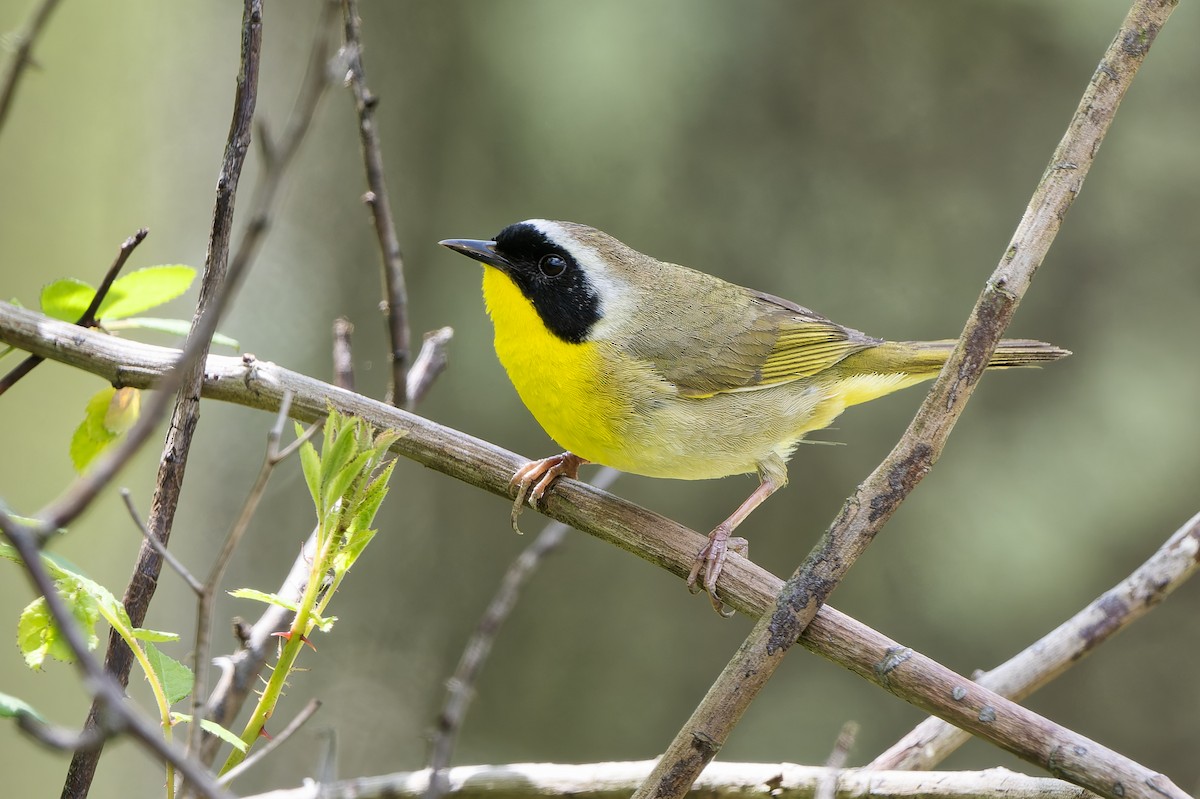Common Yellowthroat - ML656864387