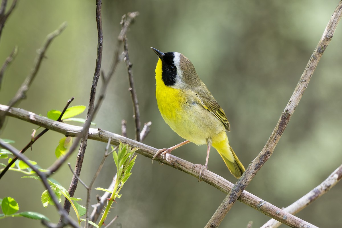 Common Yellowthroat - ML656864388