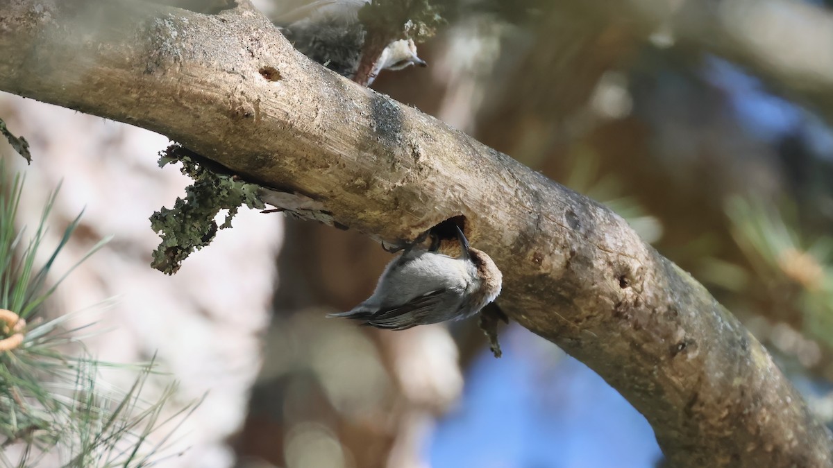 Brown-headed Nuthatch - ML656865264