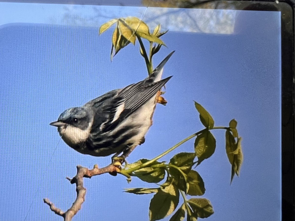 Cerulean Warbler - ML656866269