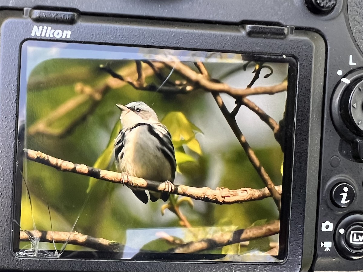 Cerulean Warbler - ML656866270