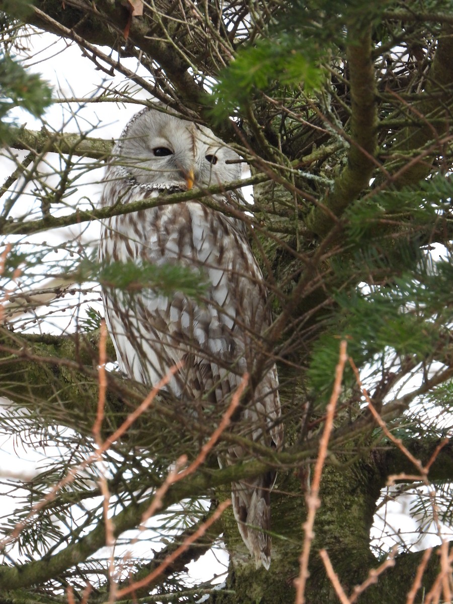 Ural Owl - ML656866557