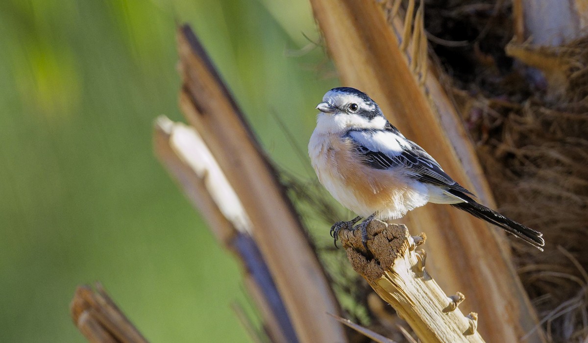 Masked Shrike - ML656866616