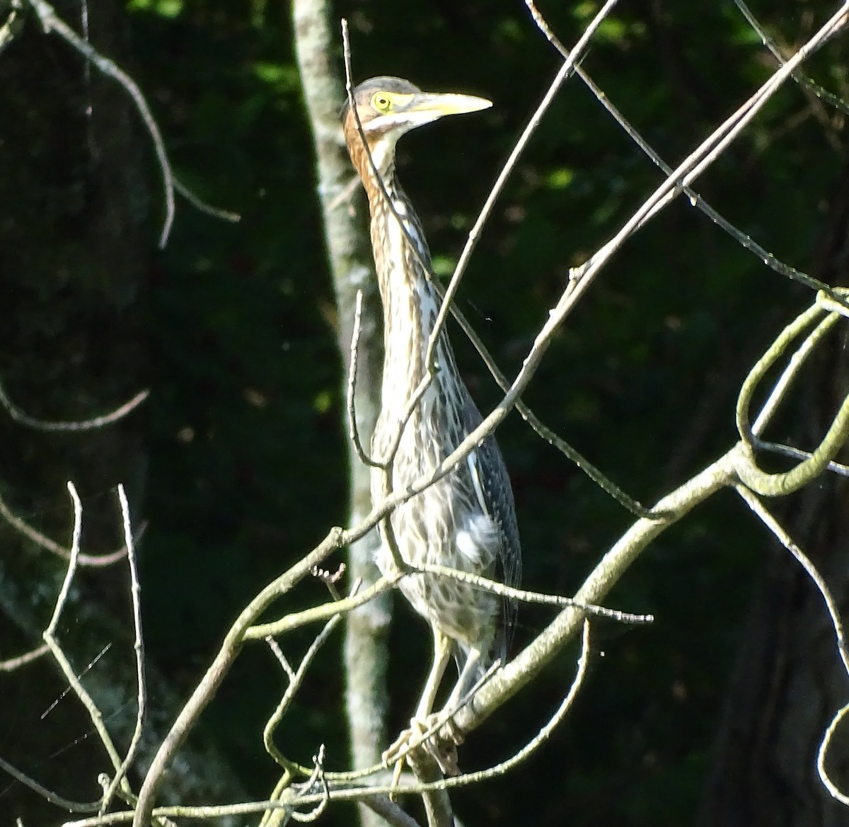 Green Heron - ML65686681