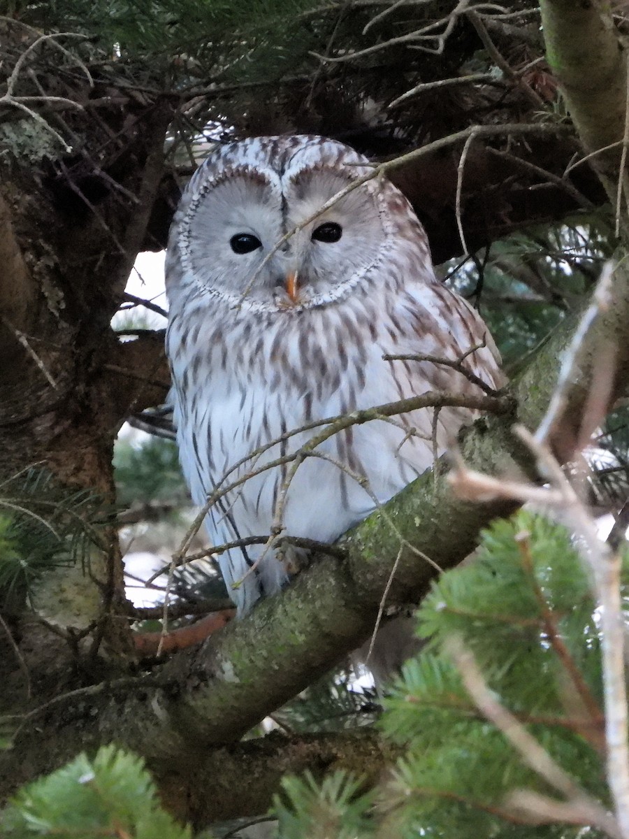 Ural Owl - ML656866819