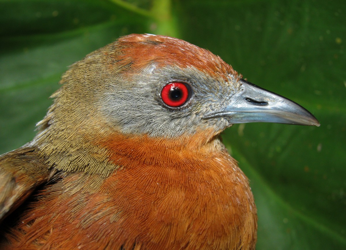 Russet-crowned Crake - ML656867687