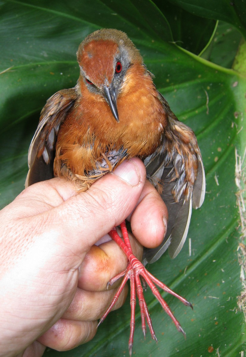 Russet-crowned Crake - ML656867703