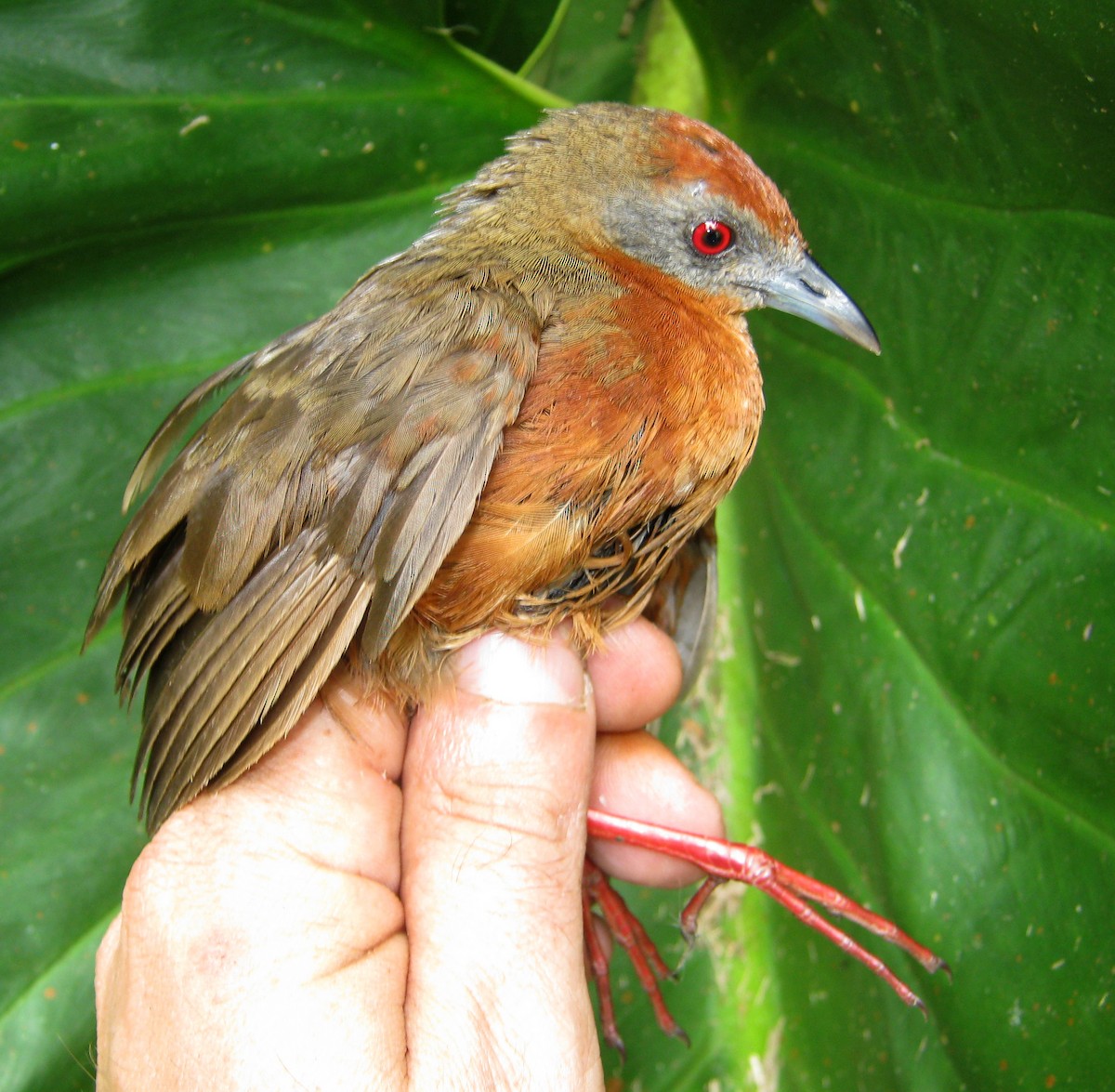 Russet-crowned Crake - ML656867717