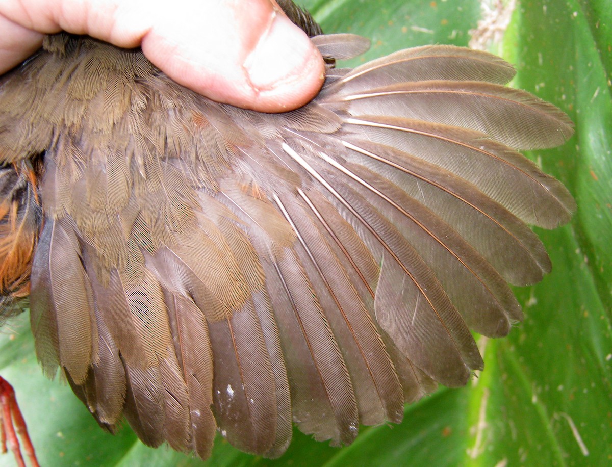 Russet-crowned Crake - ML656867728