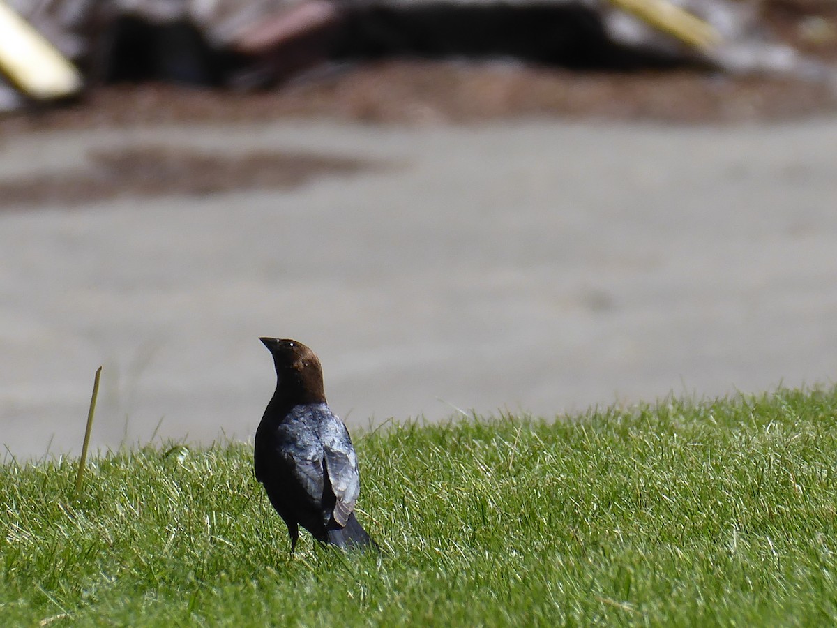 Brown-headed Cowbird - ML656868022
