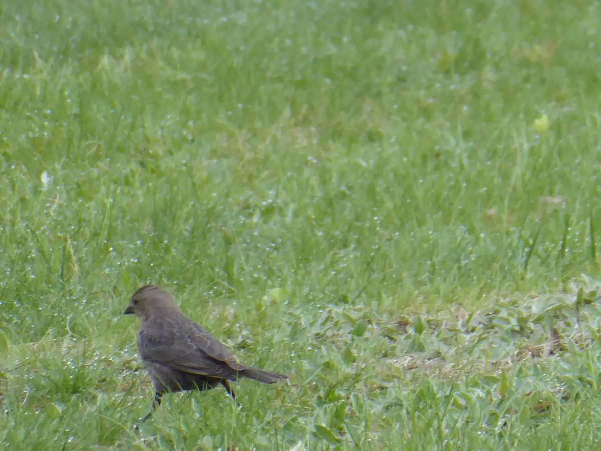 Brown-headed Cowbird - ML656868028