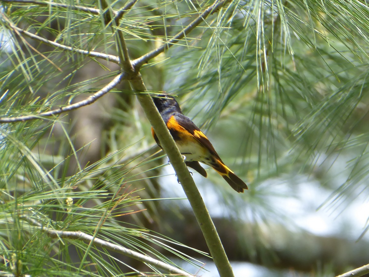 American Redstart - ML656868051