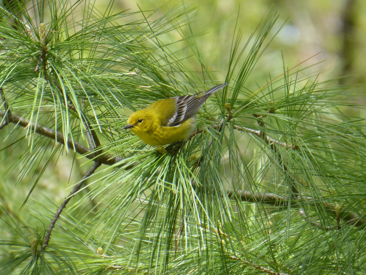 Pine Warbler - ML656868068