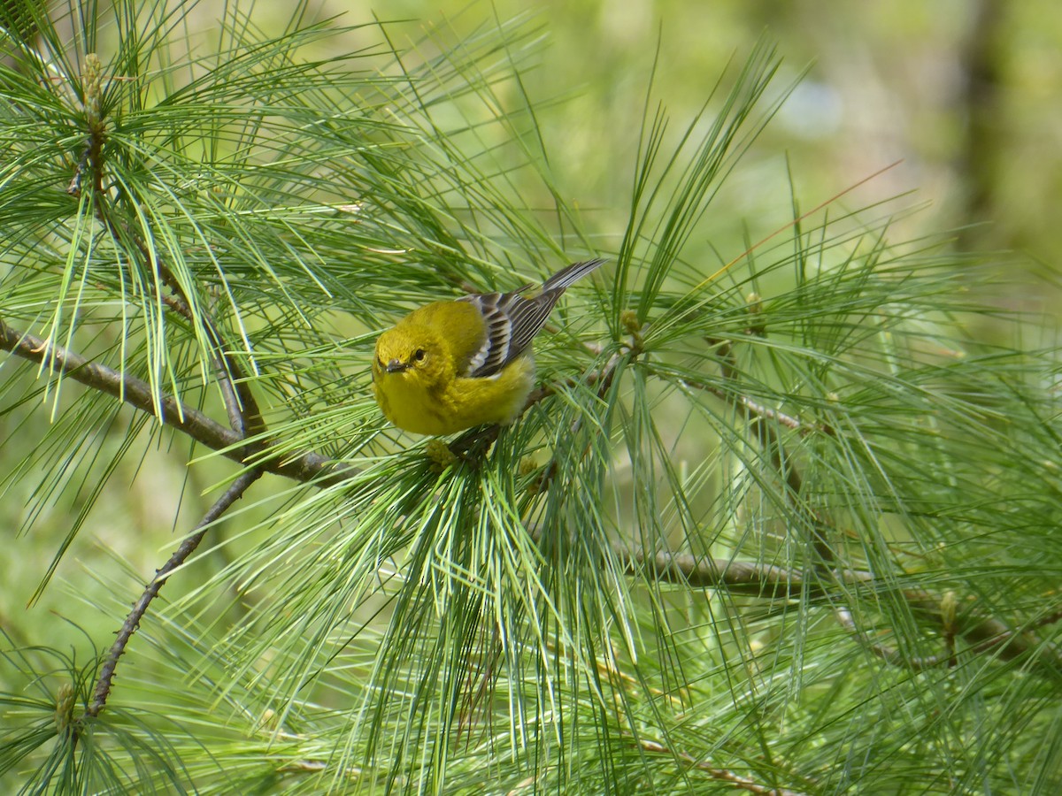 Pine Warbler - ML656868073