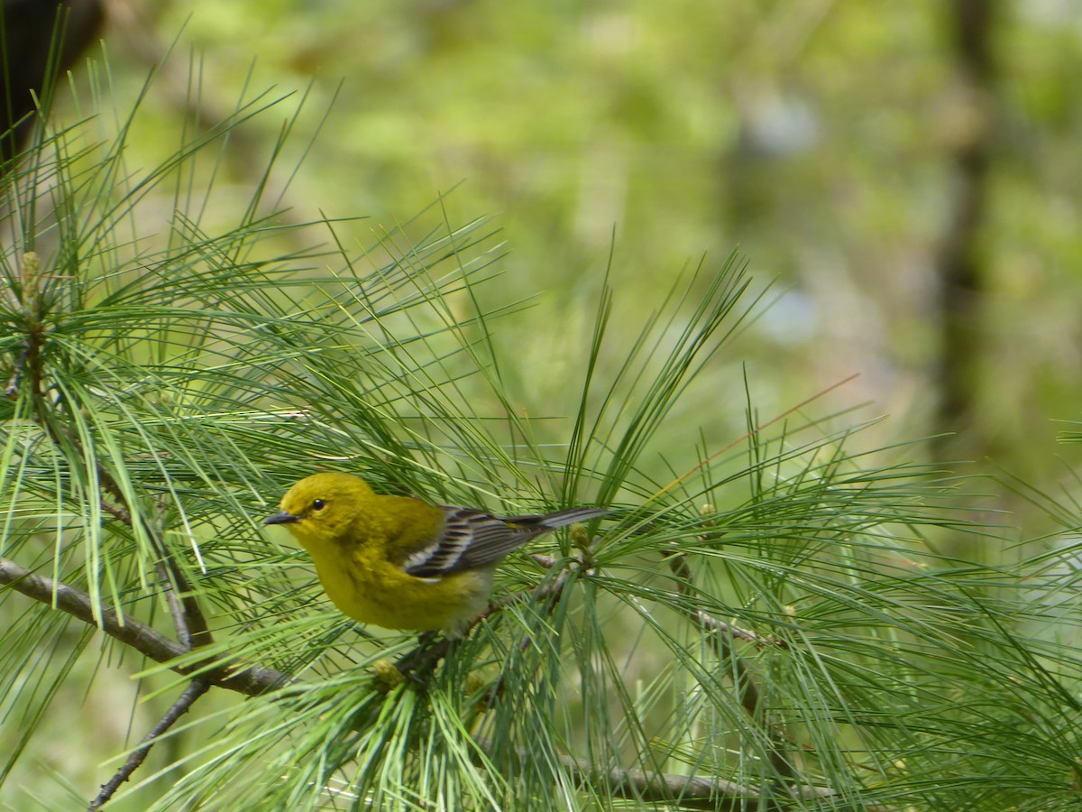 Pine Warbler - ML656868079