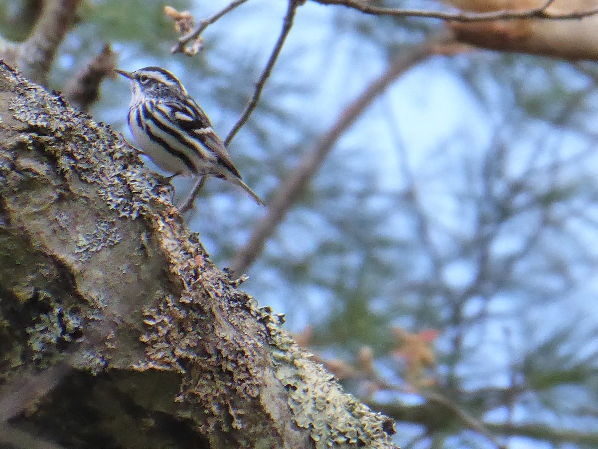 Black-and-white Warbler - ML656868107