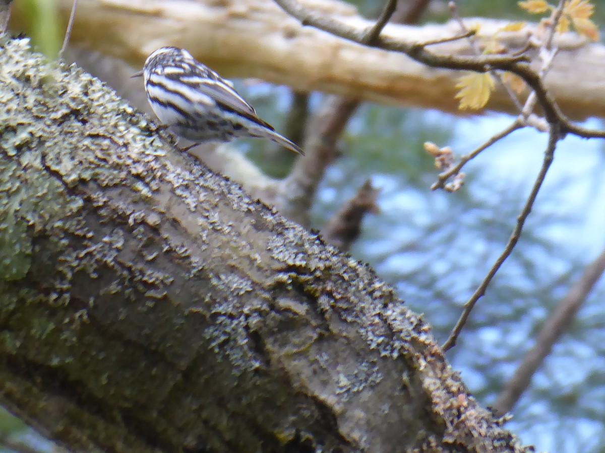 Black-and-white Warbler - ML656868113