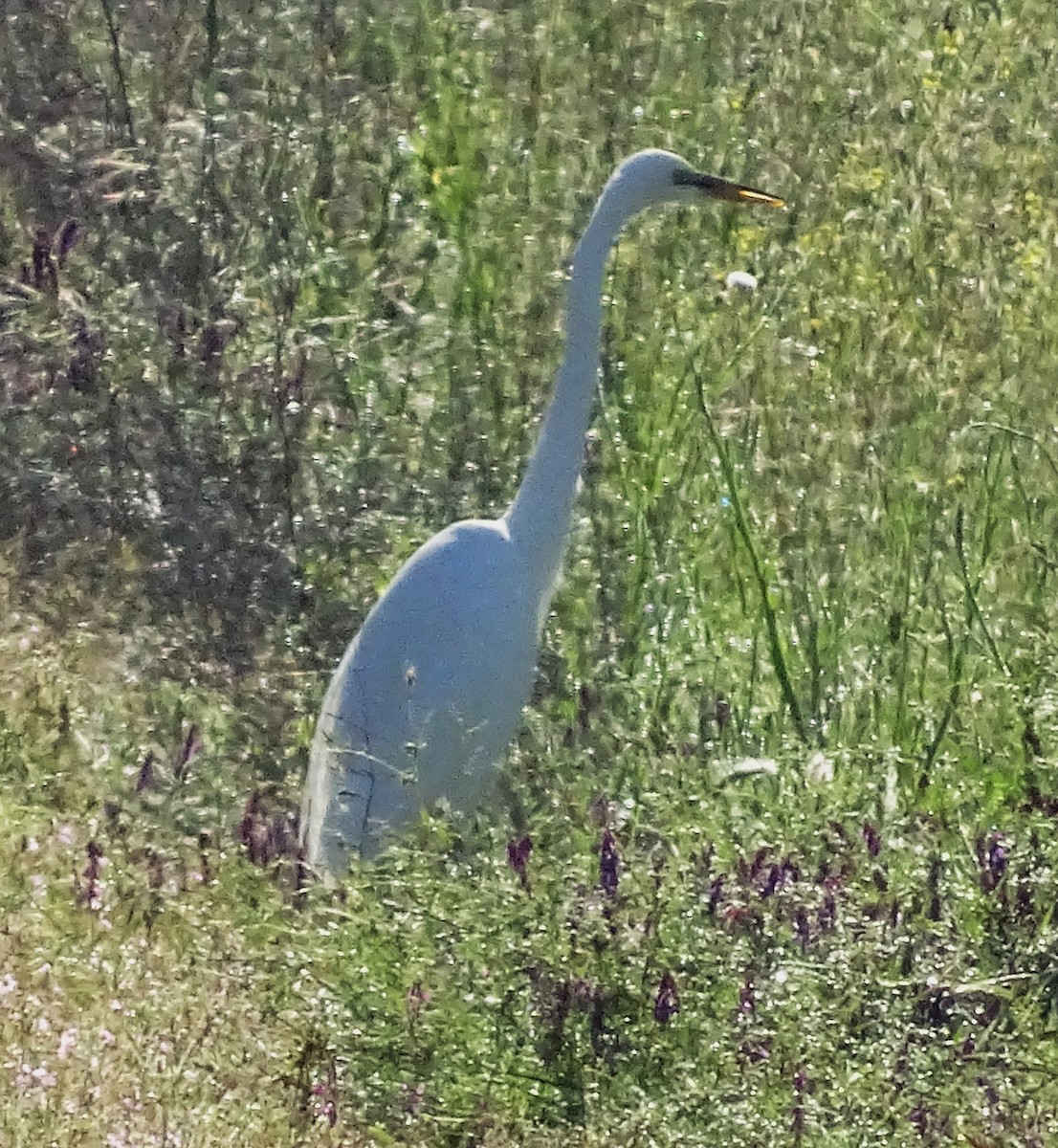 egretthegre - ML656868658