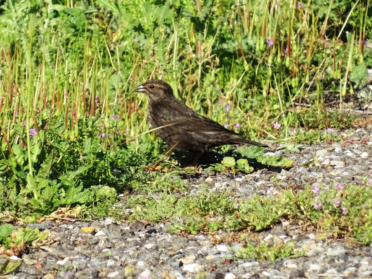 rødvingetrupial - ML656868887