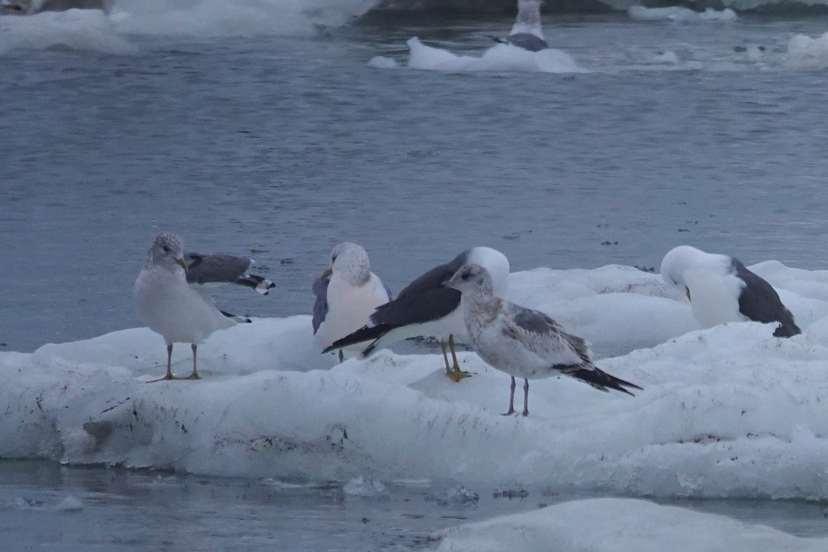 Common Gull - ML656869831